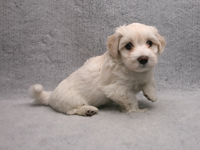 Bichon Havanais hvalp fra Kennel Miki Nanoq